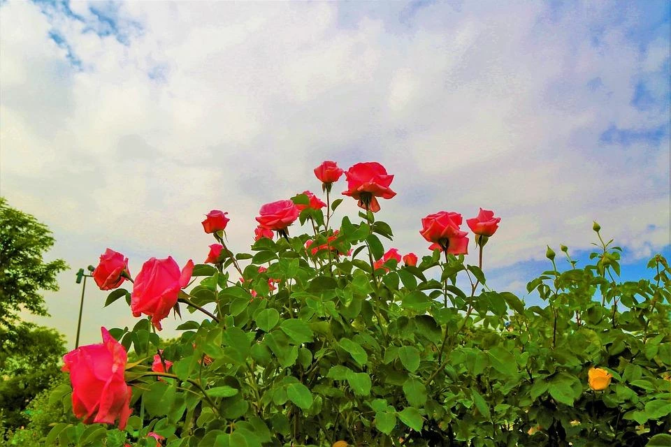 64632f709ed8c.webp