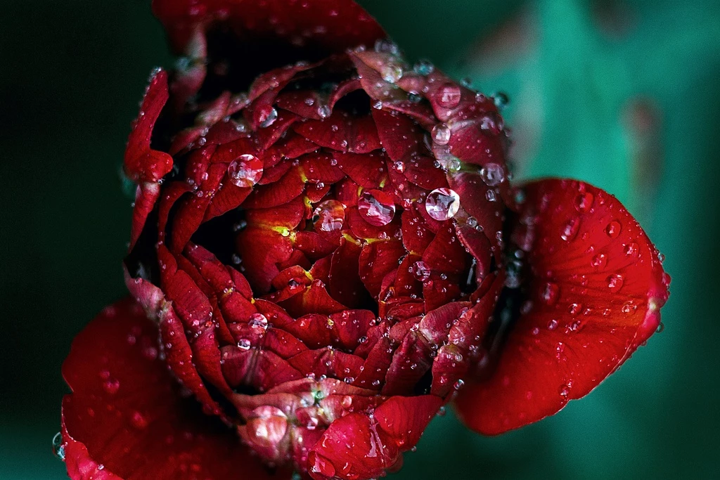 64da1dff04773.webp