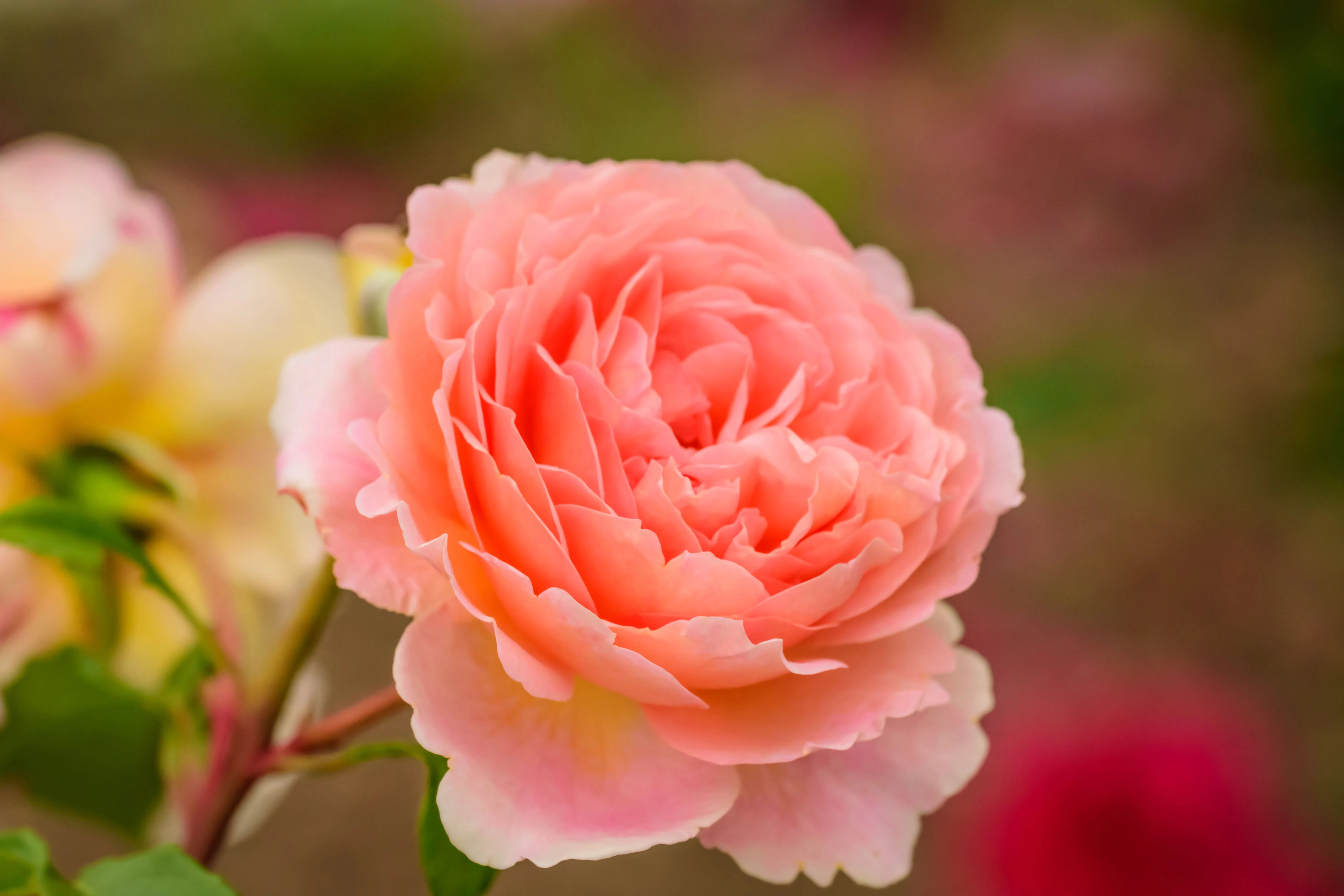 6599a9b2210eb.webp