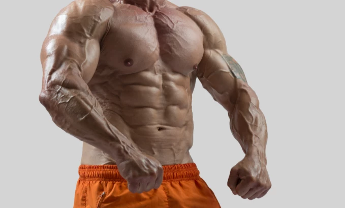 muscle
