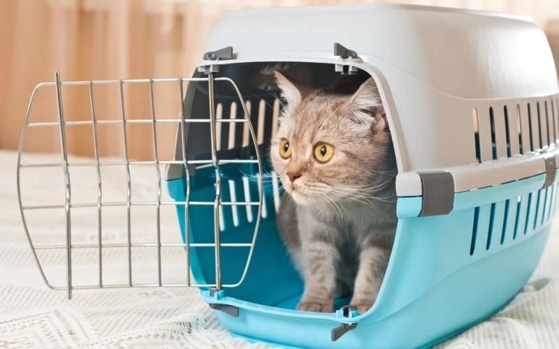 Переноска для кота
