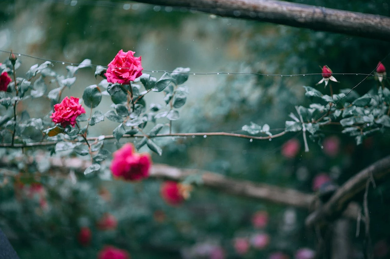 6626f01ddf8f9.webp