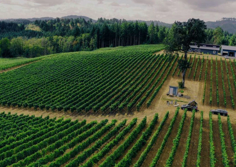 Oregon's Wine Country