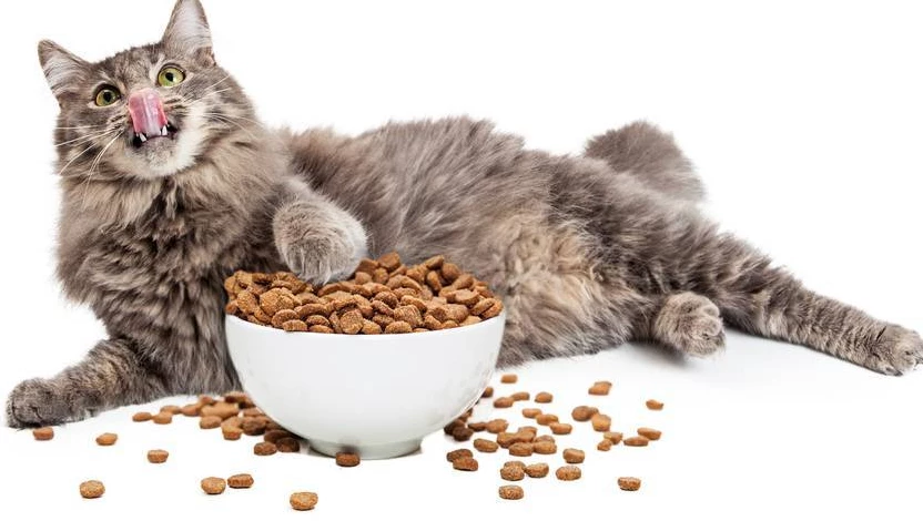 серый кот и сухой корм