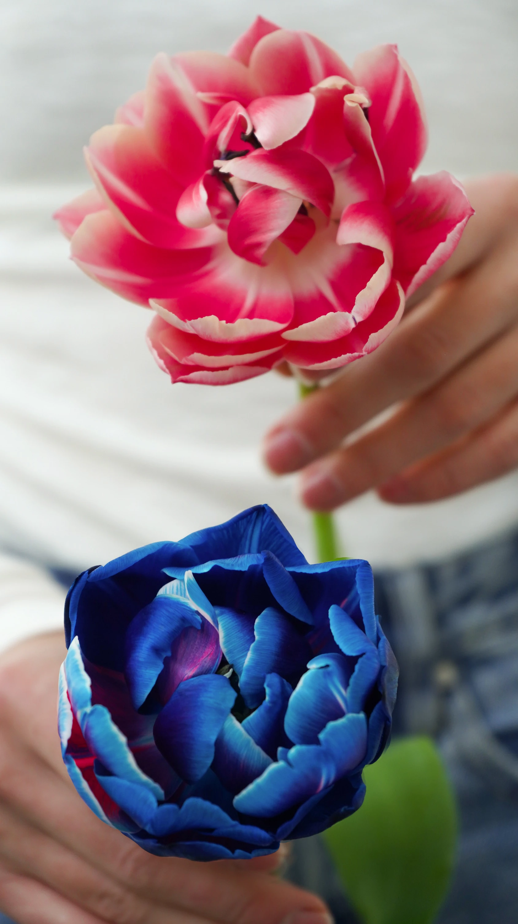 Цікаве про тюльпани