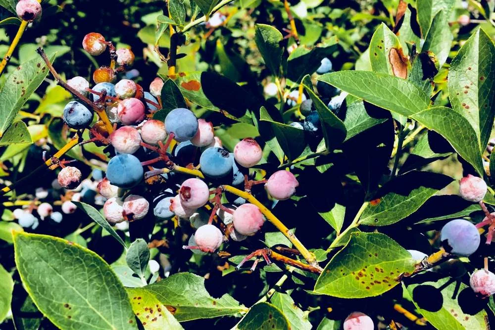 sadzhantsi-lokhyny-vysokorosloi