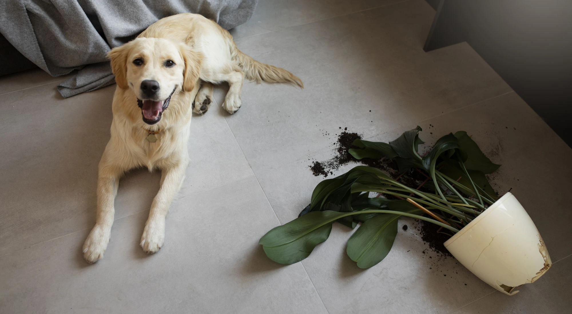 Golden Retriever lying on the floor next to a knocked-over plant with spilled soil.