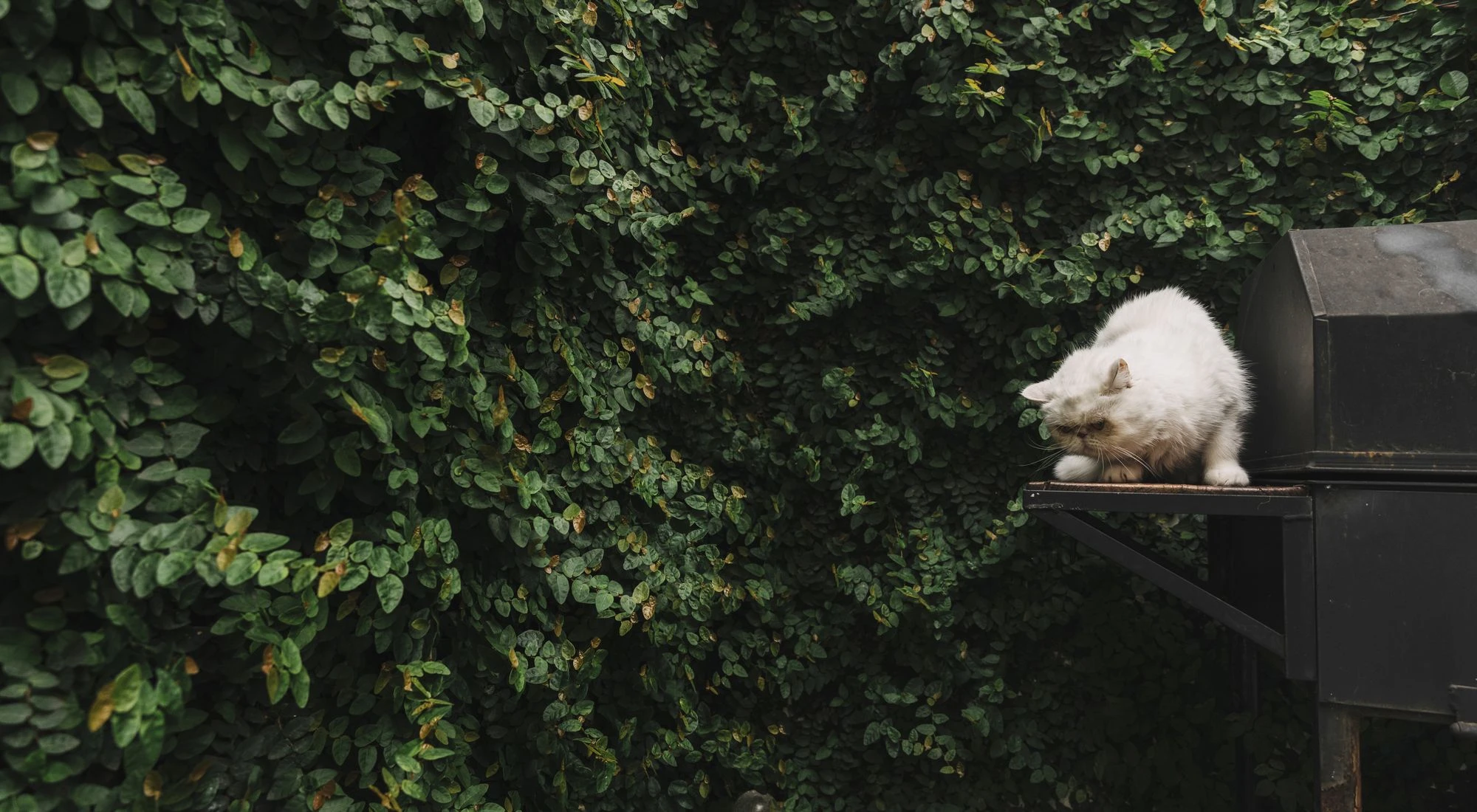 White fluffy cat perched on a metal shelf against a green leafy wall.
