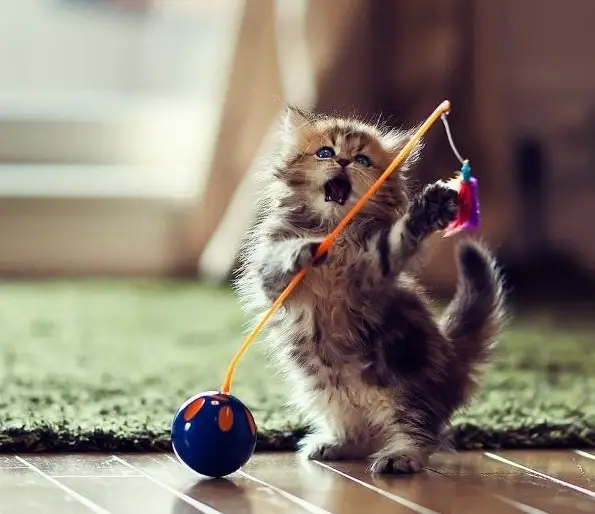 іграшка для котика