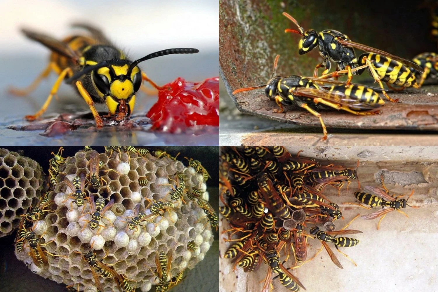 Як позбутися ос назавжди