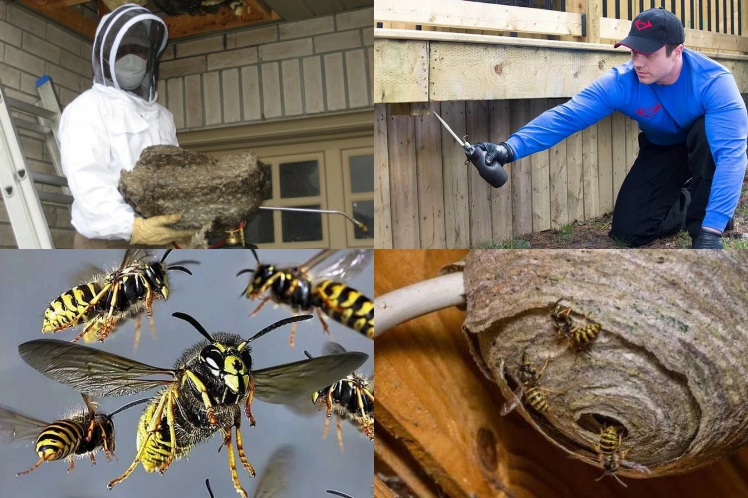 Професійні методи боротьби з осами