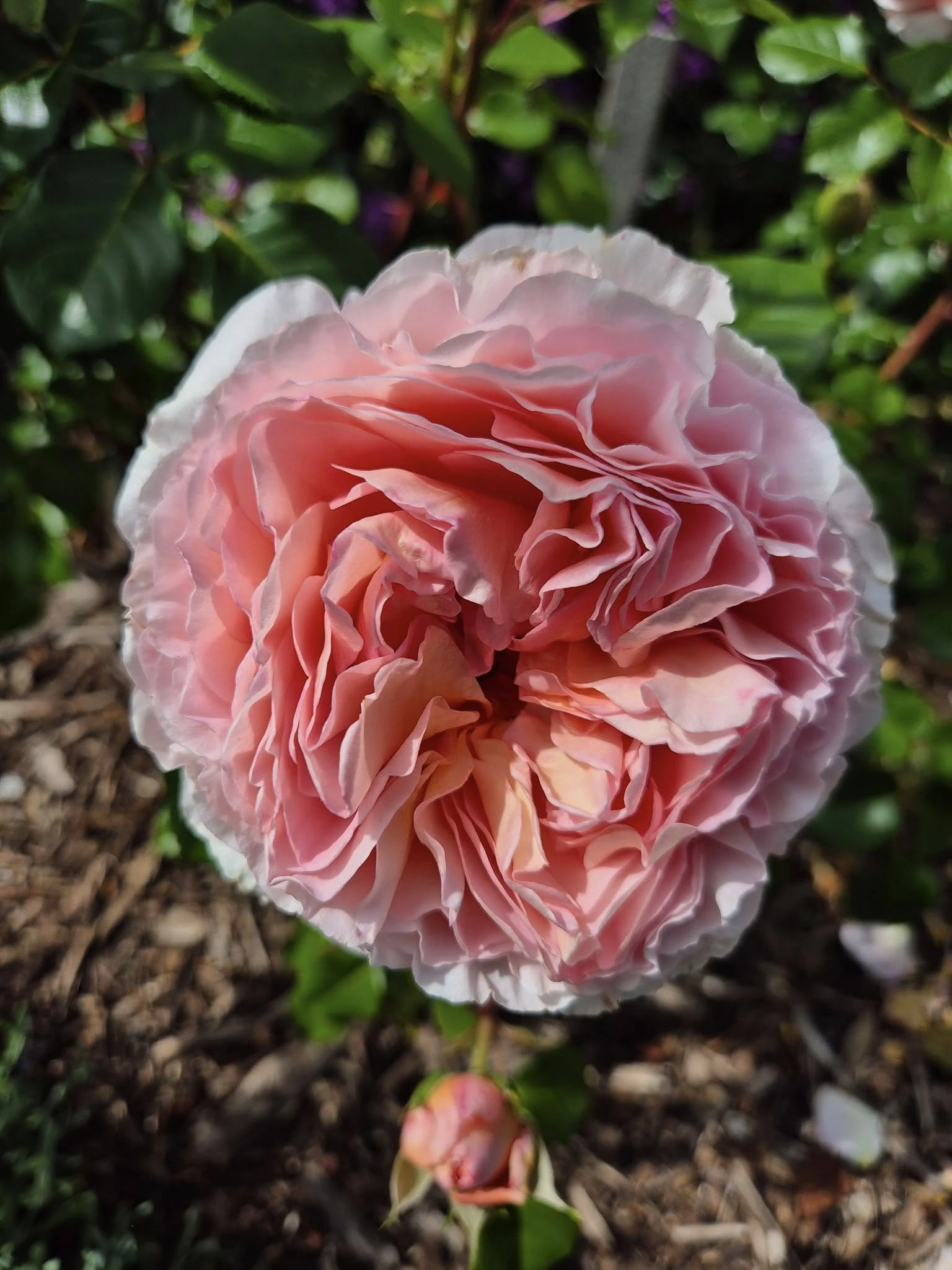 67d97eb574289.webp
