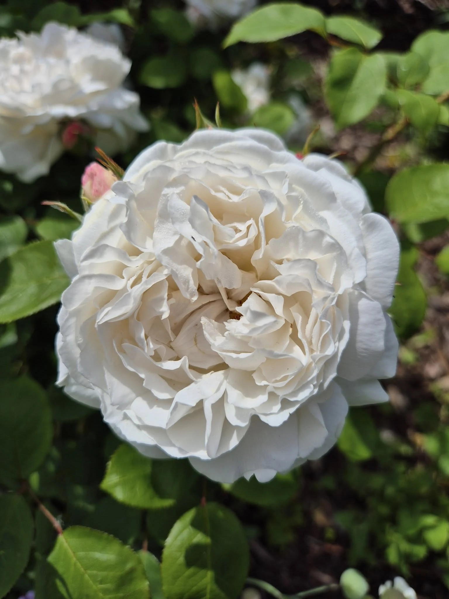 67d97ed259acf.webp