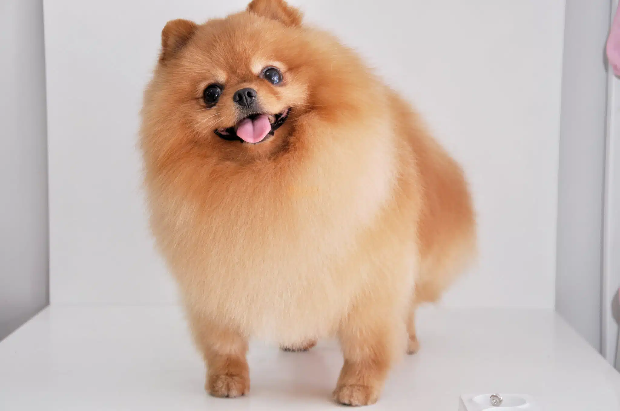 67e65e8764bc4.webp