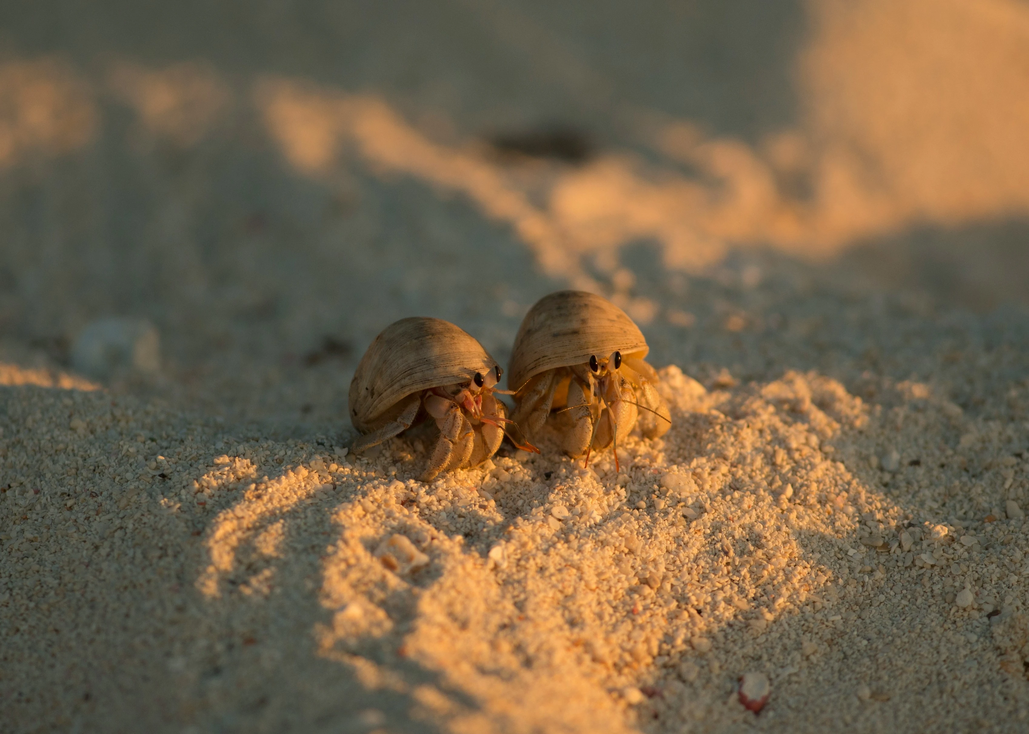 Seychelles National Parks: What to See and Do 4 6824bb61911a8.webp