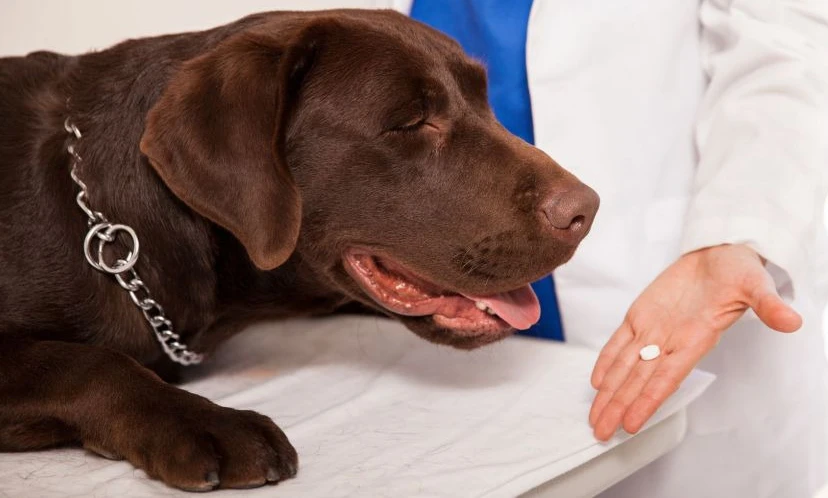 застосування засобів від паразитів для собак