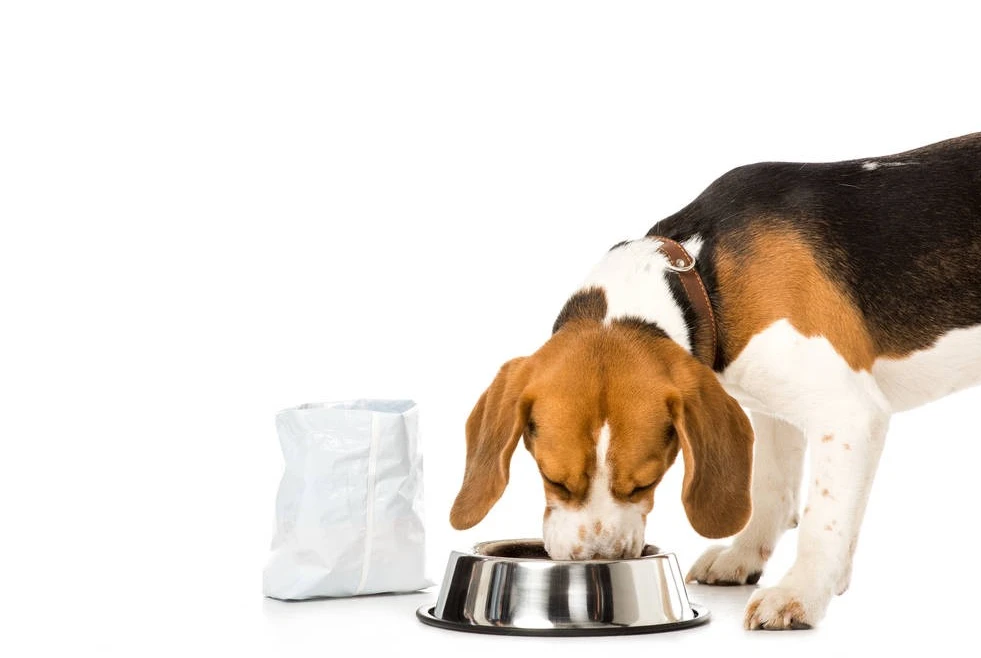 корм для собак з чутливим травленням