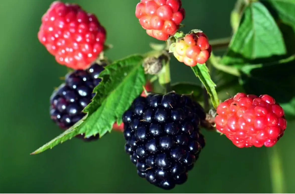 68c800e663e04.webp