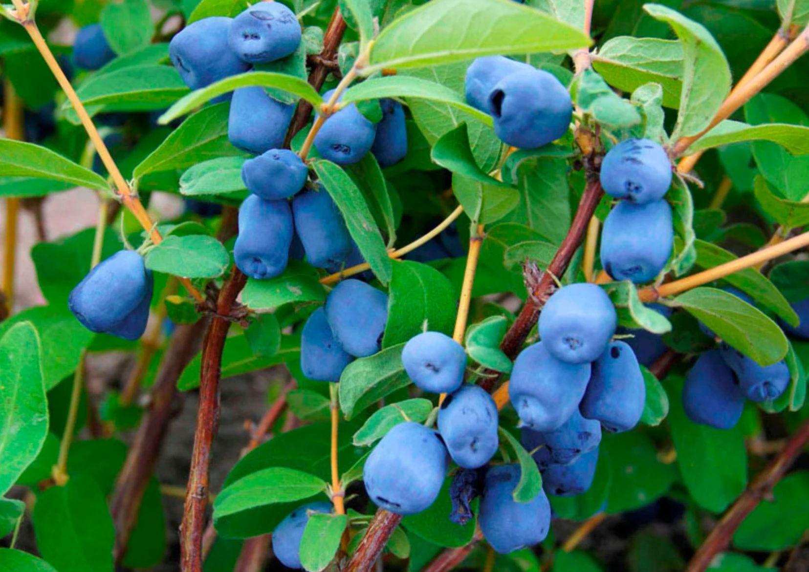 68c92991ea592.webp