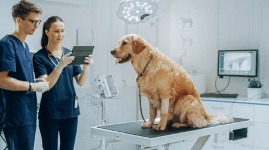 автоматизація роботи ветклініки