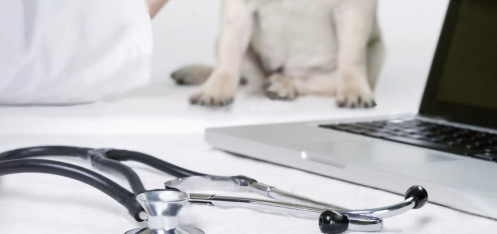 система обліку для ветклінік