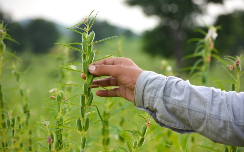 Кунжут - рис 2