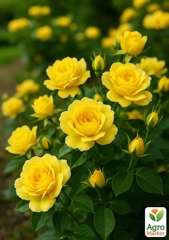 68fb2fea97195.webp