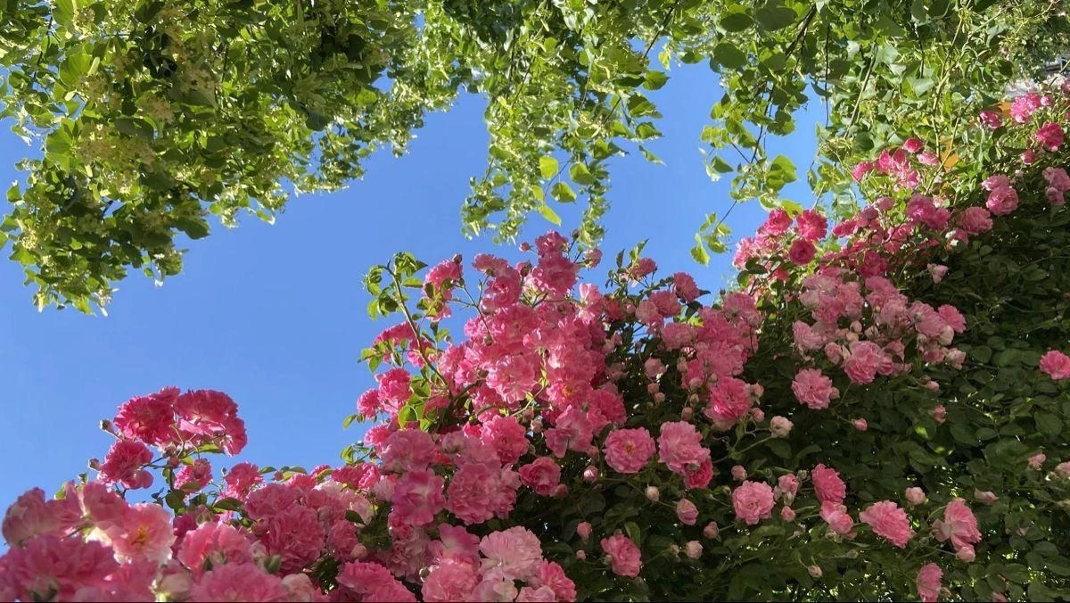 68fb30b9ed417.webp
