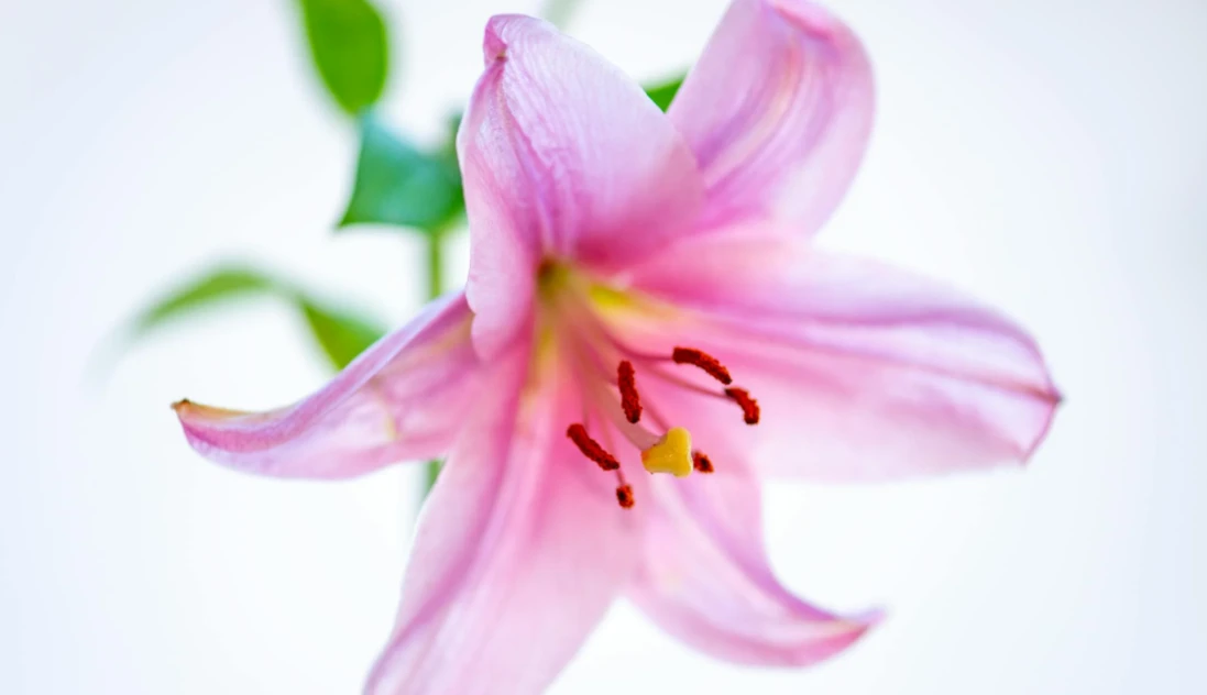 Best Flowers for Birthdays
