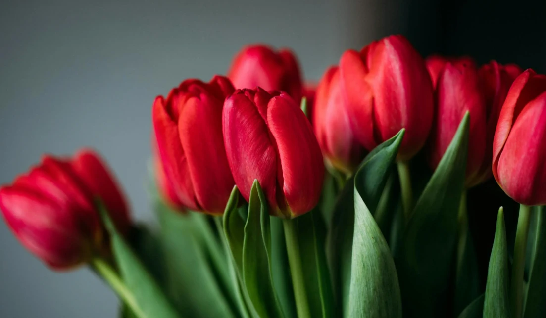 Best Flowers for Birthdays