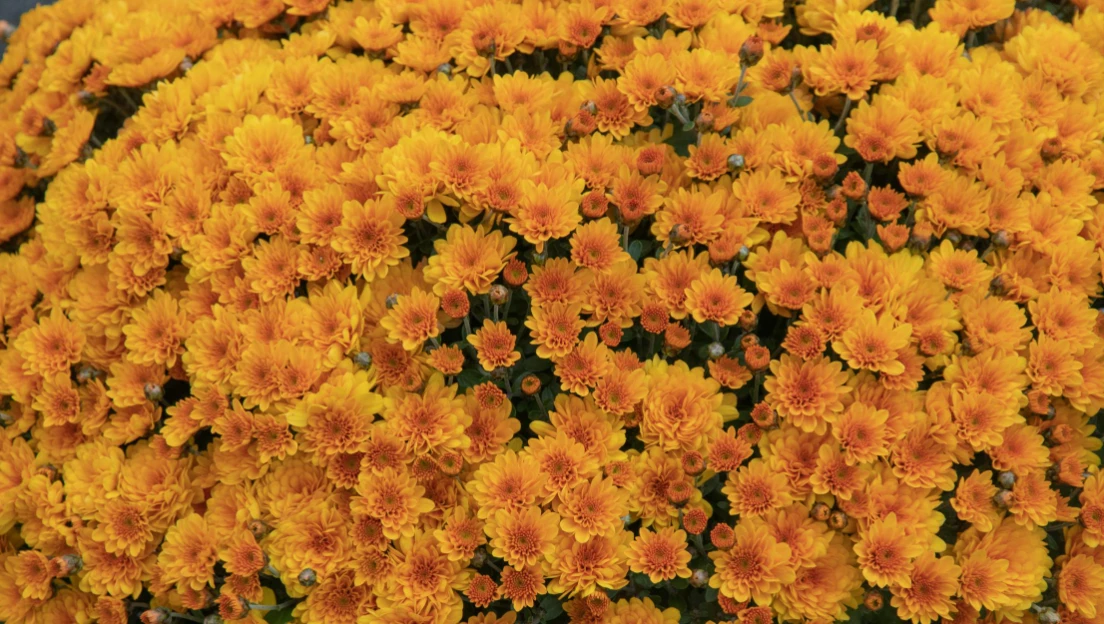 Best Flowers for Birthdays