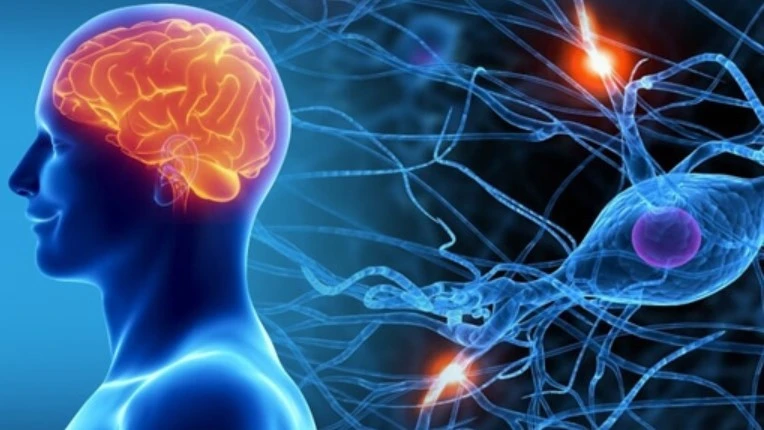 нервова система