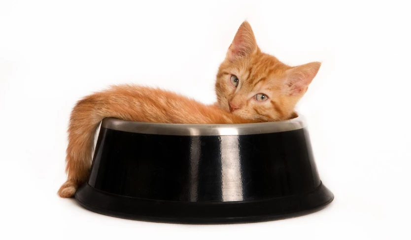миска для кота
