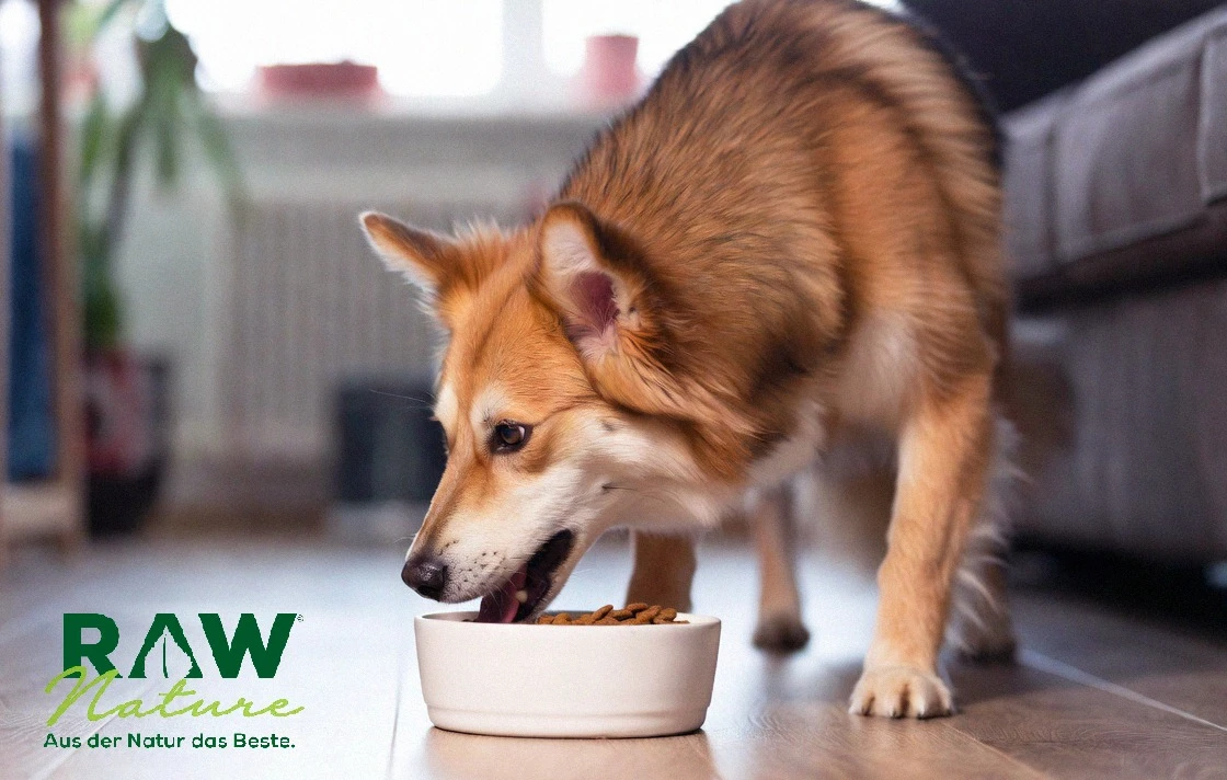 Das beste Nassfutter für empfindliche Hunde von der Marke RAW Nature