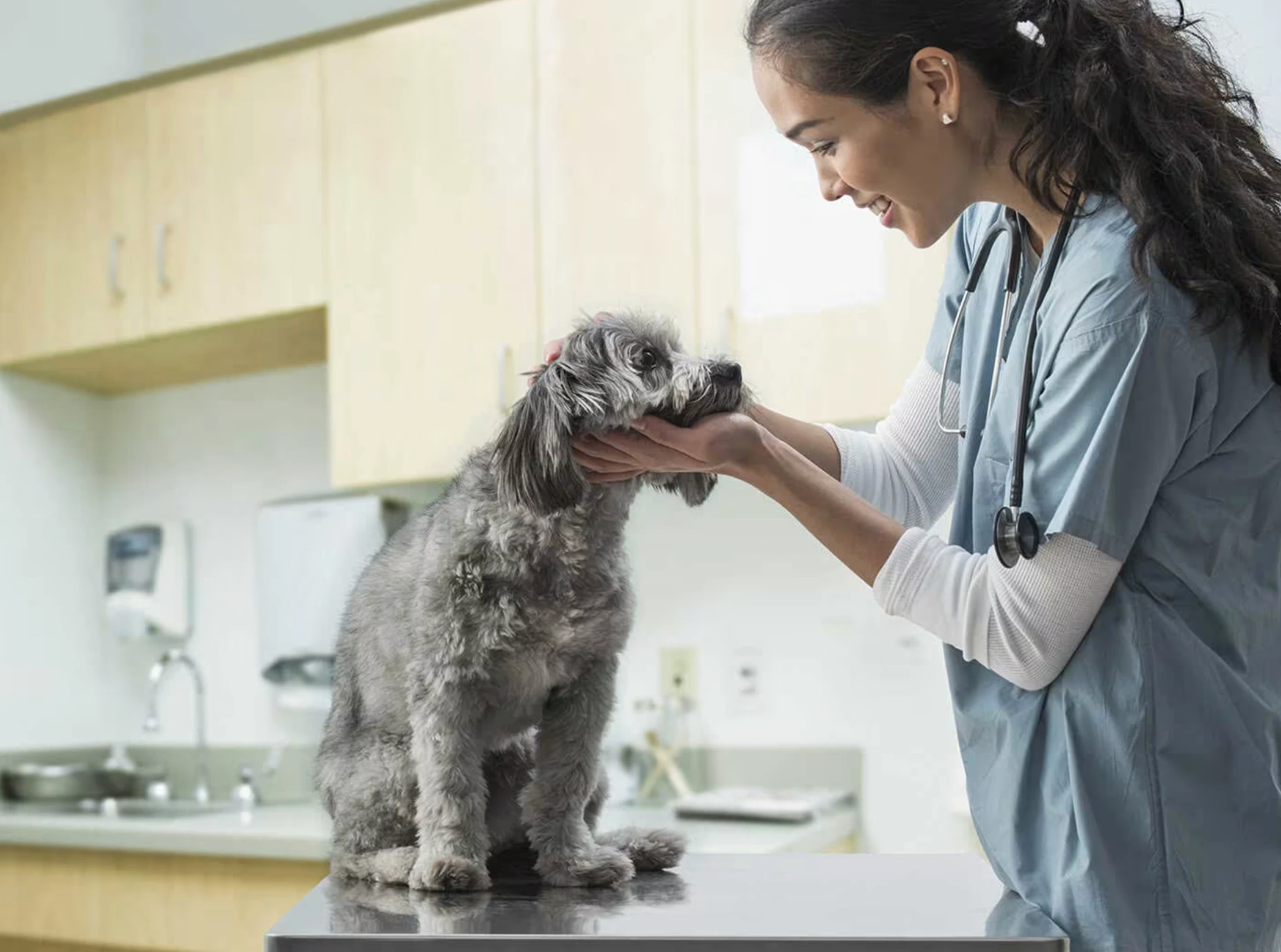 сучасна CRM-система для ветеринарів