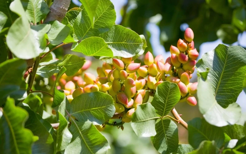 Фисташки - рис 2