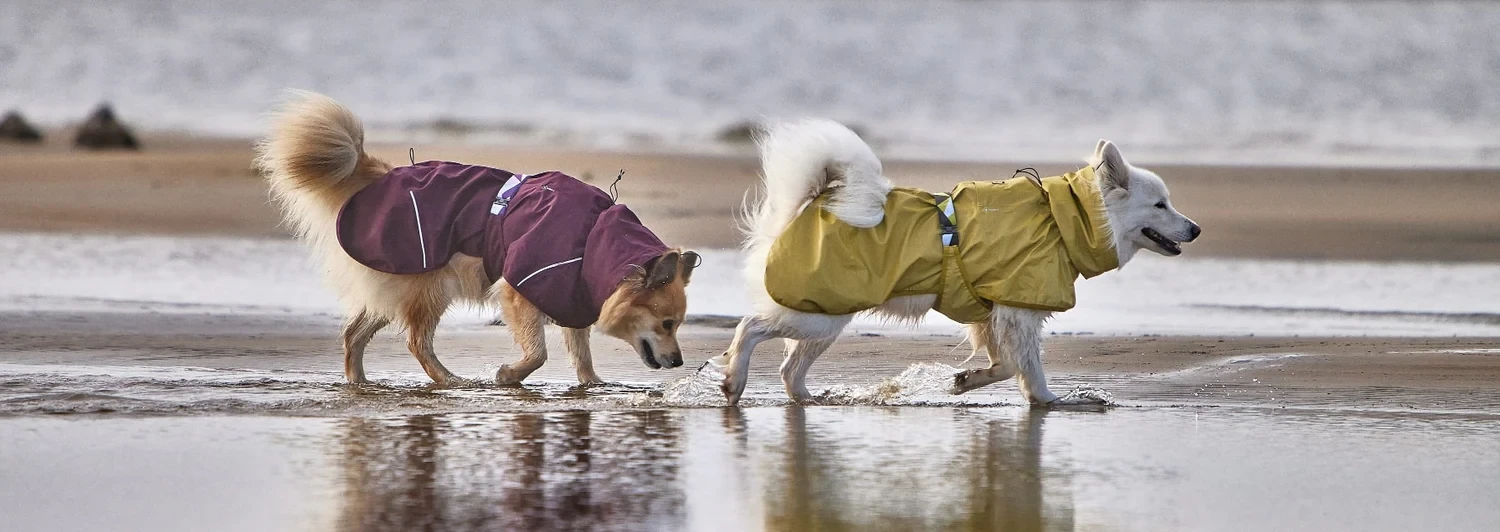Як захистити улюбленця від бруду та холоду під час дощу 5 6973cd9a76f47.webp