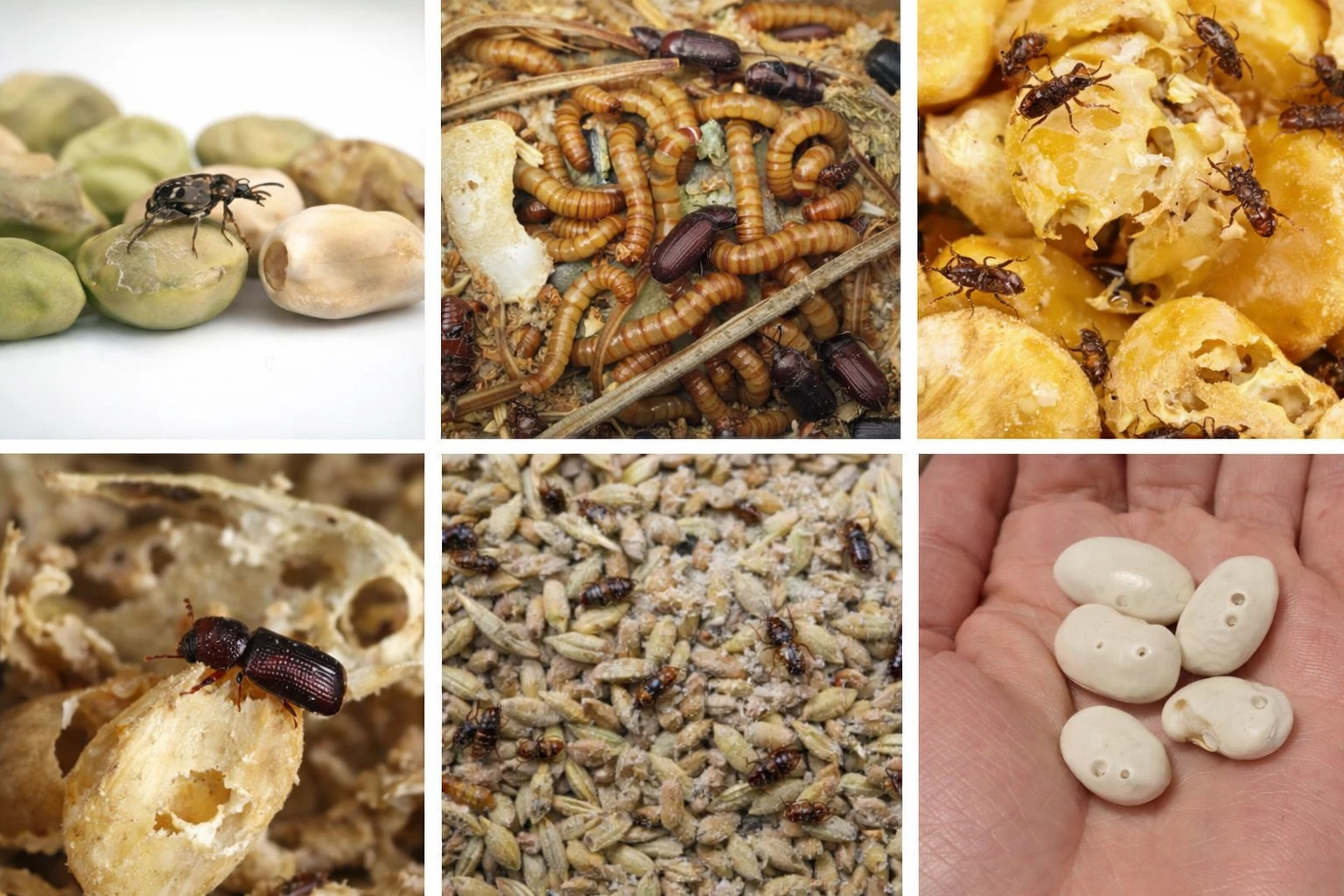 зберігання продуктів для запобігання появі шкідників