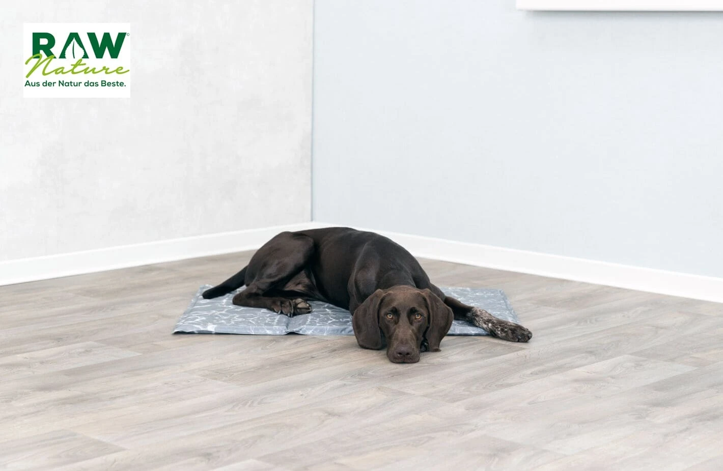 Warum lohnt es sich, eine Hundematte zu kaufen