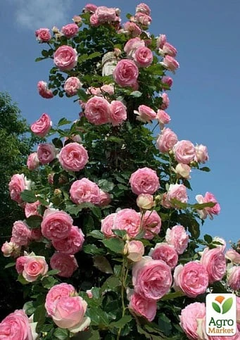 69980c50e5430.webp