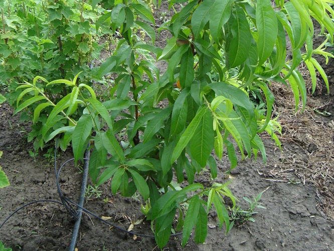Посадка саджанців персика