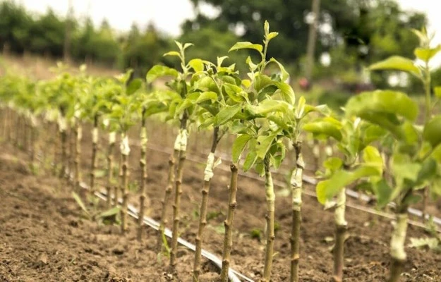 саженцы растений в питомнике