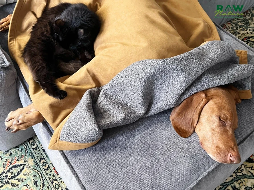 So finden Sie eine hochwertige Decke für Hunde