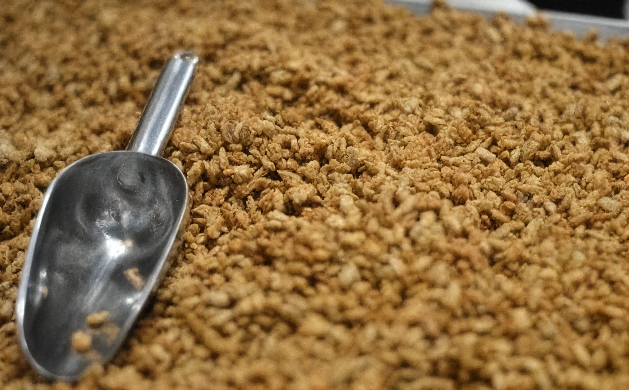 Зерно для виробництва спирту