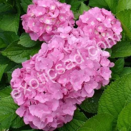 69b4191c7da98.webp