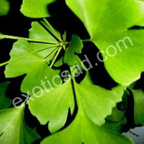 69b4192406312.webp