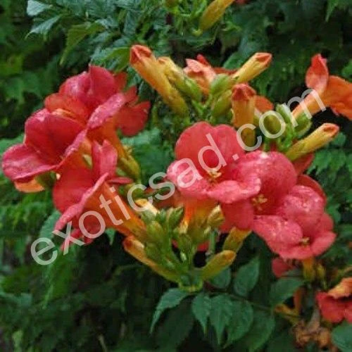 69b4193f19add.webp