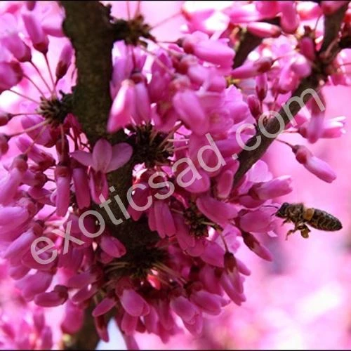 69b4194bd0440.webp