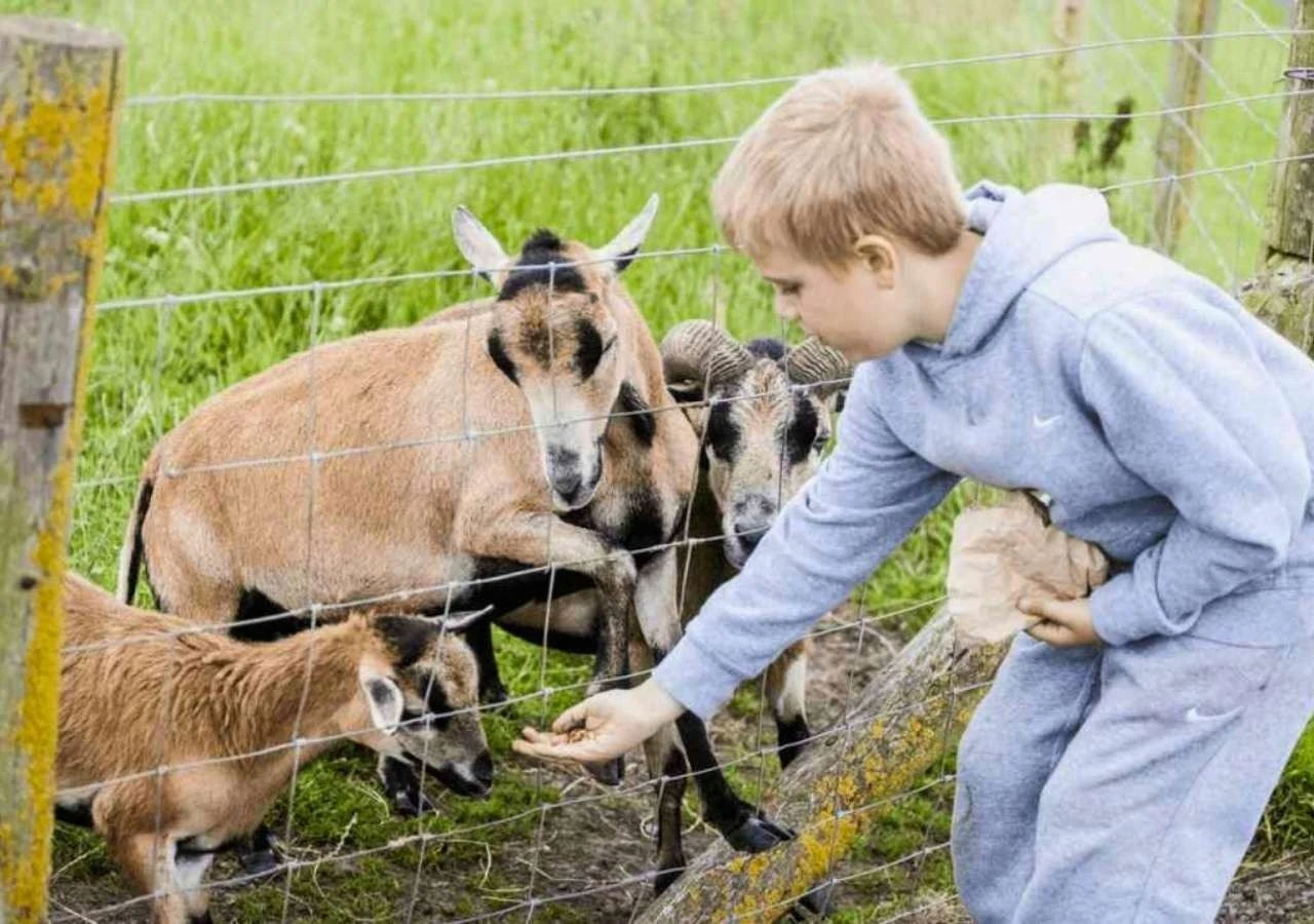 Дитина годує тварин на екофермі &mdash; відпочинок на природі з дітьми за містом