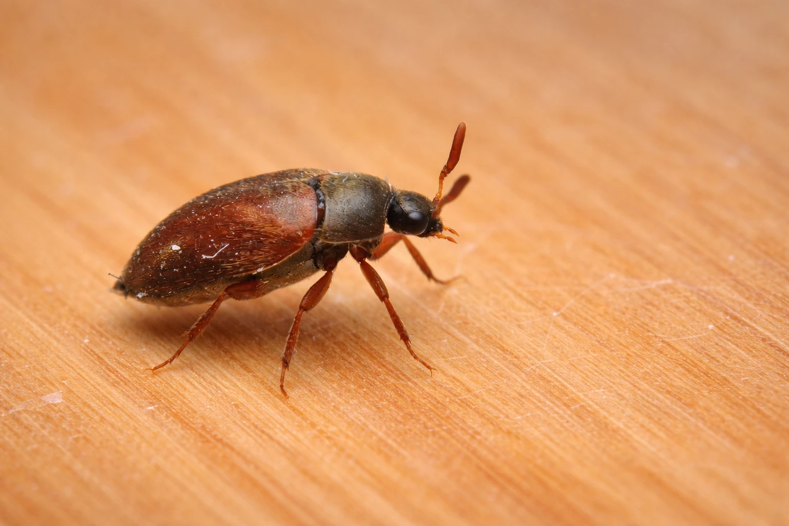 ����-������